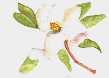 "Magnolia Blossom" by Phyllis Baxter, Brodhead WI - Watercolor